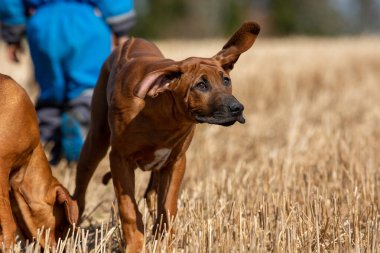 Bir tarlada yürüyen sevimli Rhodesian Ridgeback köpeğinin seçici odağı. Bulanık gölgelerle yukarı bakıyor.