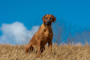 Güzel Rhodesian Ridgeback köpeğinin baharda tarladaki portresi