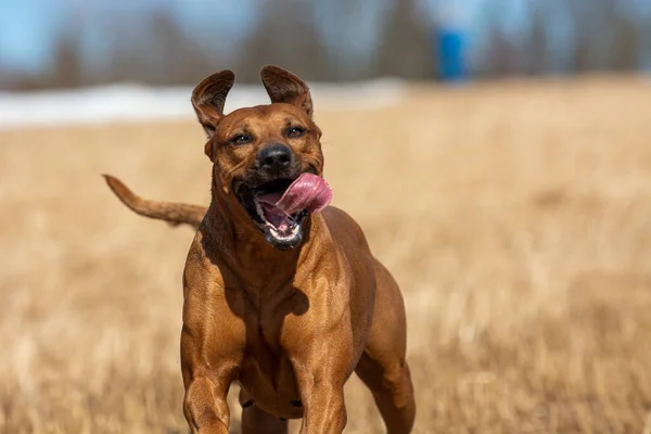 Rodezya sırtlı köpeği ilkbahar tarlasında