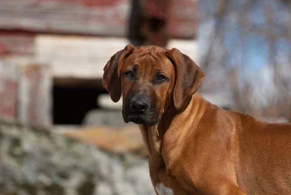 Şirin Rodezyalı Sırt Sırtı köpeğinin yakın plan görüntüsü