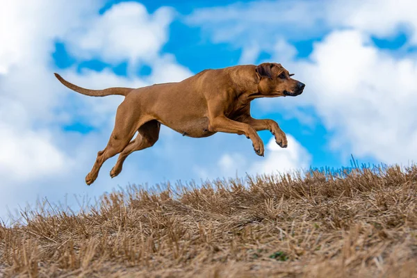 Rhodesian Ridgeback  dog jumping in the field