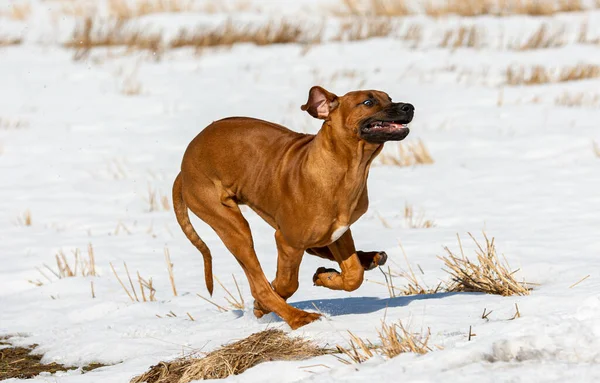Rodezyalı sırt köpeği karda koşuyor