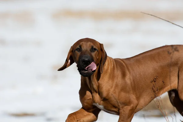 Karda duran sevimli bir Rodezyalı sırt köpeği portresi.