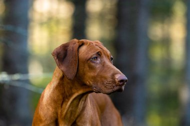 Parktaki bir çayırda yaşayan rodezyalı güzel bir köpeğin portresi.