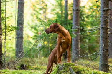 Yeşil çimenlikte güzel bir arka planı olan rodezya ridgeback köpeği