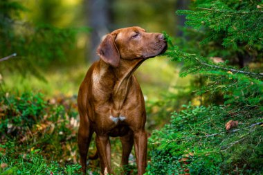 Yeşil doğada rodezya ridgeback köpeği