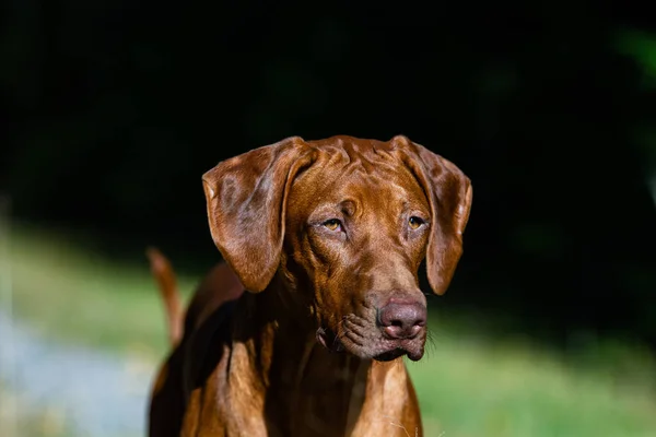 Çayırdaki güzel bir rodezya köpeği portresi.