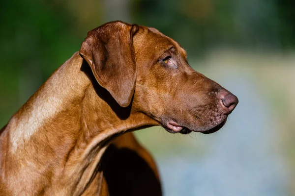 Closeup Shot Beautiful Rhodesian Ridgeback Dog — Stock Photo, Image