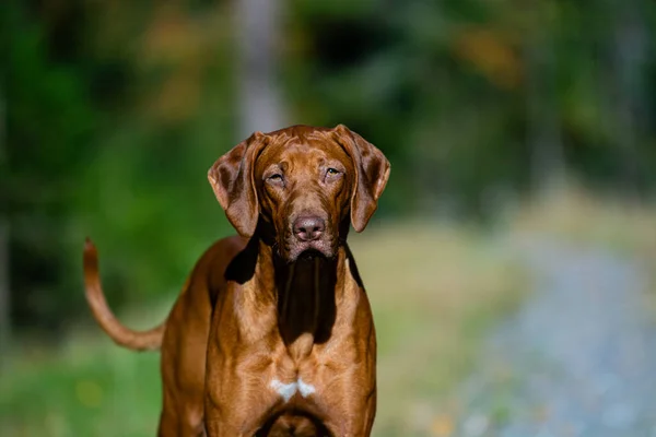 Retrato Jovem Rodesiano Marrom Bonito Ridgeback Cão Parque Fundo Verde — Fotografia de Stock