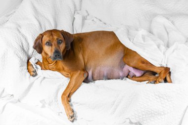 Beyaz bir battaniyeyle yatakta yatan çok hamile rodezyalı bir köpek.