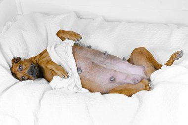 Çok tatlı uyuyan çok hamile rodezyalı bir köpek beyaz havluya sarılmış yastıklı bir yatağa uzanmış