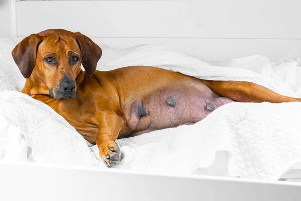 Beyaz bir battaniyeyle yatakta yatan çok hamile rodezyalı bir köpek.