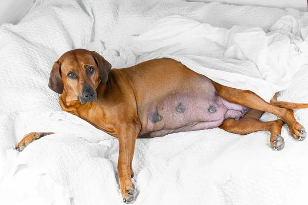 Beyaz bir battaniyeyle kanepede uzanmış çok tatlı ve hamile bir rodezik köpek.