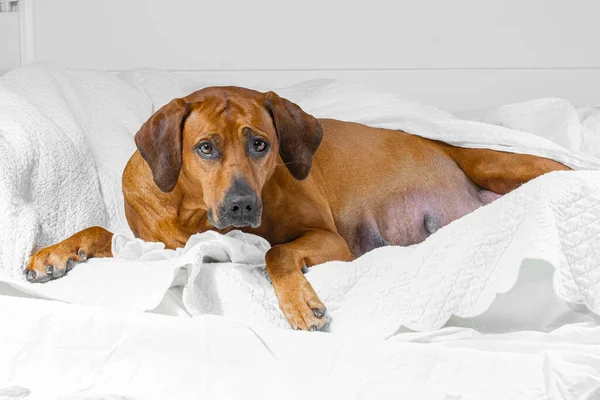 Güzel uyuyan Çok Hamile Rodezyalı Köpek Yatakta.