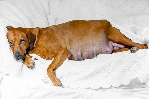 Beyaz arka planda kahverengi gözlü hamile rodezyalı bir köpek.