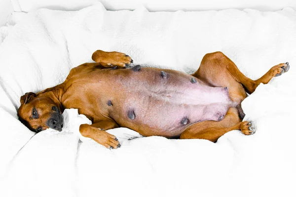 Çok hamile rodezya köpeği yatakta uyuyor, yakın plan.