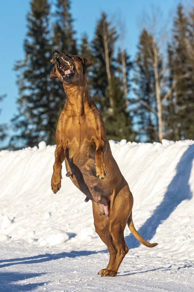 hırslı hamile rodezya köpeği yiyecek yakalıyor. 