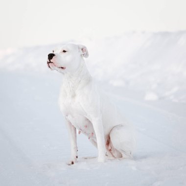 Muhteşem kar beyazı dogo Argentino Bir kış masalında oturuyor