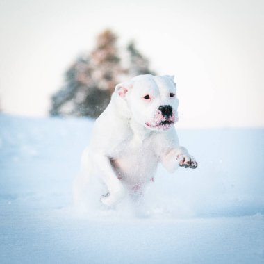 Beyaz Dogo Argentino köpeği kış arka planında yürüyor