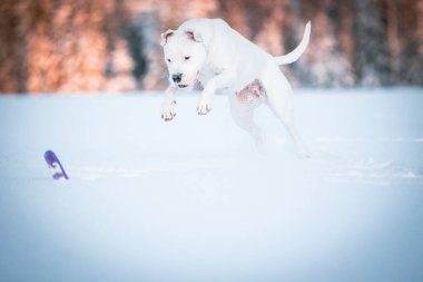 Güzel genç Dogo Argentino köpeği kışın karda oynuyor.