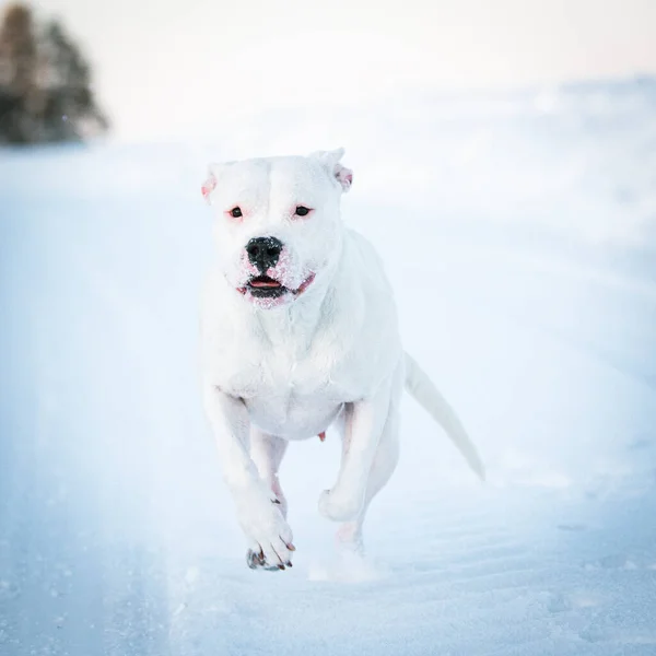  Dogo Argentino kışın köpeği, hayvan portresi, arka planda karda evcil köpekler.