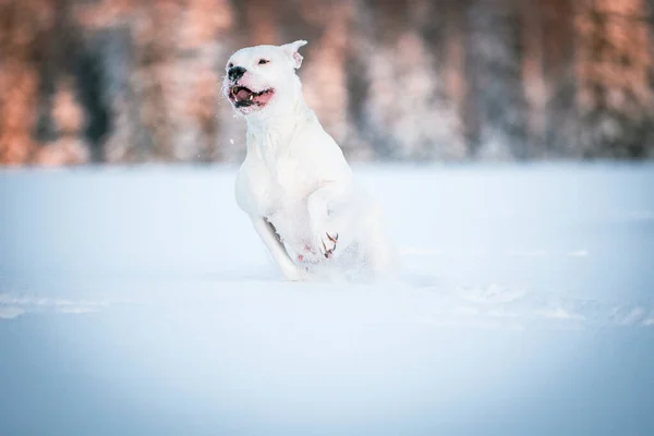 Beyaz Dogo Argentino köpeği karlı bir parkta koşuyor.