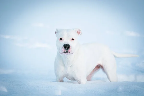 Beyaz Dogo Argentino köpeği karda.