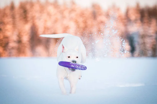 White Poodle Dog Walks Winter Forest — Stock Photo, Image