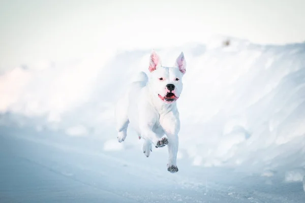 Güzel Dogo Argentino köpeği karda. Mutlu kış konsepti