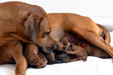 Rodezyalı sırt sırtlı anne ve yeni doğmuş Rodezyalı sırt yavruları, emzirme, yeni doğmuş yavrular