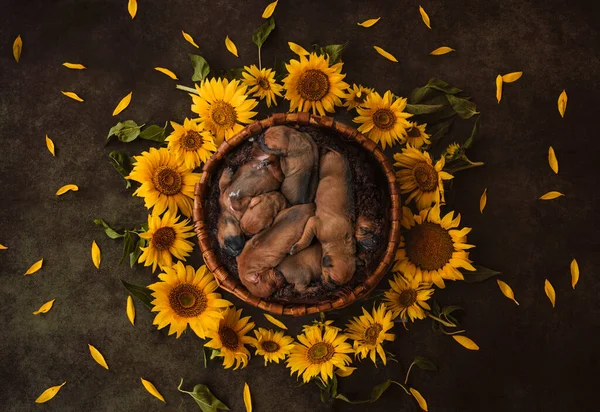 Rodezya sırt yavrularının çok şirin bir fotoğrafı, Ayçiçeği yuvasında yeni doğan bir fotoğraf.