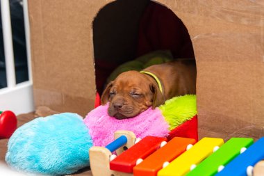 Çok tatlı Livernose Rodezyalı sırt köpeği yumuşak bir yastıkta uyuyor.