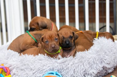 Güzel köpek yavruları rodezya sırtlı, siyah burunlu ve karaciğer burunlu gri yastığın üzerinde yatıyor.