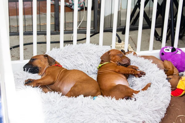 Güzel köpek yavruları rodezya gergedanı, siyah burun ve karaciğer burun, gri yastıkta uyuyor.