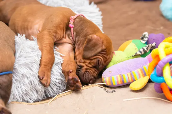 Küçük karaciğer burunlu Rodezyalı sırt köpeği yastıkta uyuyor.
