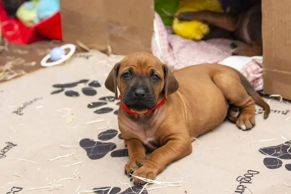 Kırmızı yakalı güzel Rhodesian Ridgeback köpeği