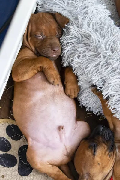 Sevimli Livernose Rodezyalı sırt köpeği yumuşak bir yastıkta sırt üstü yatıyor.
