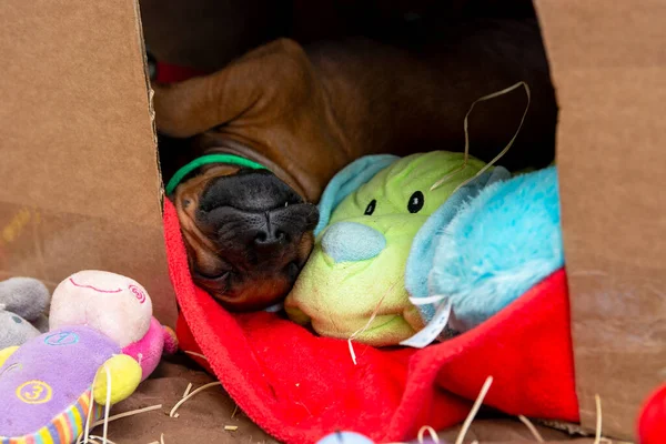 Rodezya sırtlı köpek yavrusu içi doldurulmuş hayvanlarla karton bir kutuda uyuyor.