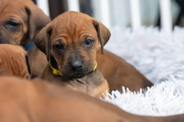 şirin Rodezya ridgeback köpek yavrusu