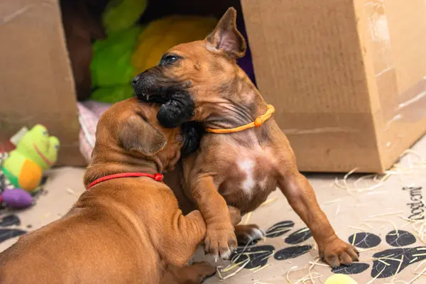 Küçük Rodezyalı Ridgeback yavruları oynuyor