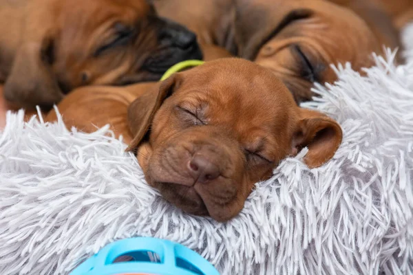 Çok tatlı Livernose Rodezyalı sırt köpeği yumuşak bir yastıkta uyuyor.