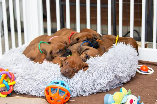 Küçük kahverengi Rodezyalı sırt köpekleri yastıkta birlikte uyurlar.