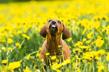 Rodezyalı sırt köpeği sarı çiçek tarlasında çok tatlı. Karahindiba tarlası