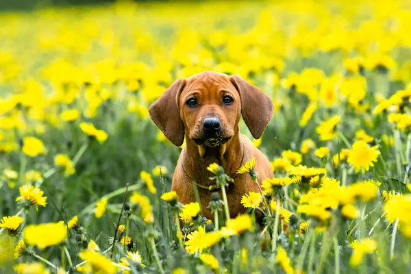 Rodezyalı sırt köpeği sarı çiçek tarlasında çok tatlı. Karahindiba tarlası