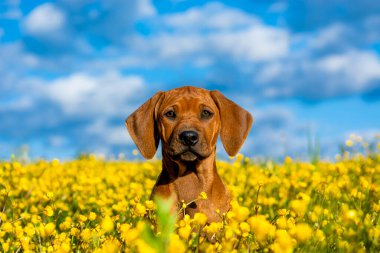 Rodezyalı sırt köpeği sarı çiçek tarlasında. Mavi gökyüzü.