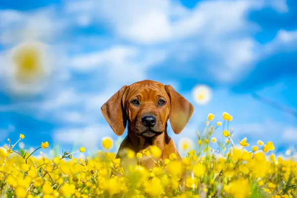 Rodezyalı sırt köpeği sarı çiçek tarlasında. Mavi gökyüzü.