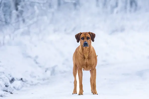 Kış ormanında poz veren inanılmaz Rhodesian Ridgeback köpeği. Rodezya Sırtı Kış Masalı.
