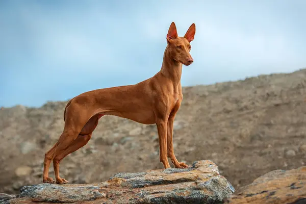 Çok güzel bir köpek Firavun Tazı bir yaz akşamı bir taşın üzerinde duruyor ve poz veriyor..