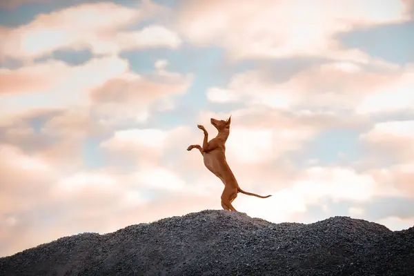 The incredible Pharaoh Hound dog jumps on the mountain in the setting summer sun.