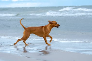 Rodezyalı sırt köpeği sahilde koşuyor ve denize bakıyor.
